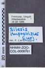 Etiketten zu Silesis improvisus (NHMW-ZOO-COL-0008761)